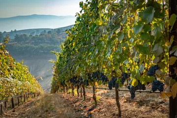 Washable wall murals Vineyard A row of ripe wine grapes ready for harvest on a hillside vineyard in southern oregon