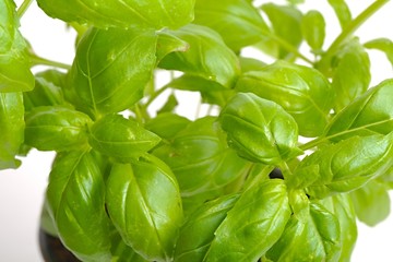 Basil in pot