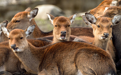 3 deer maing silly faces in middle of a herd. 