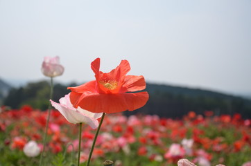 ポピーと風景