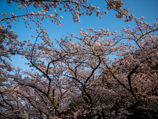Cherry blossoms in Japan