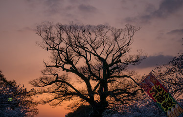 Obraz premium Cherry blossoms in Japan