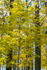 Obraz premium Autumn landscape. Golden trees in the autumn park