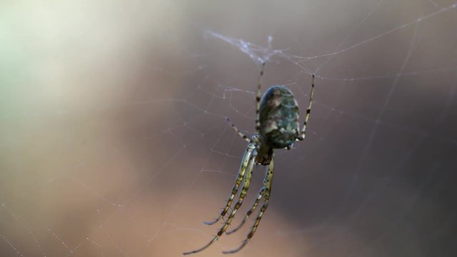 Spider in its web - (4K)