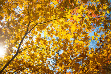 Low angle shot of autumn maple