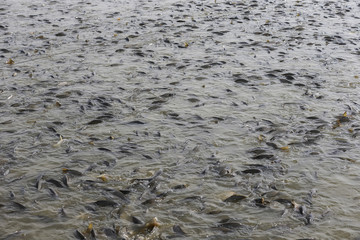 Many of the fish pond