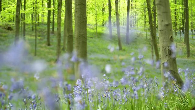 Blooming bluebells in Halle Forest. Defocused blue flowers on foregraund and trees trunk on background. Hallerbos, Belgium