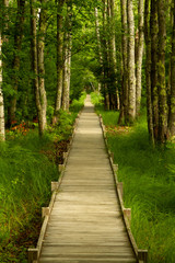 Pathway through the Woods, Maine