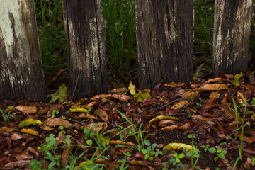 Wooden fence and a floor covered by leaves. Rio Claro, São Paulo, Brazil, October, 2018.
