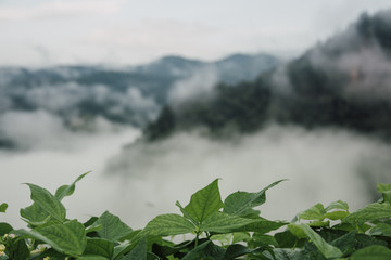 Foggy morning at Tea Plantation and mountain landscape in Thailand, beautiful landscape and sea of fog in Thailand.