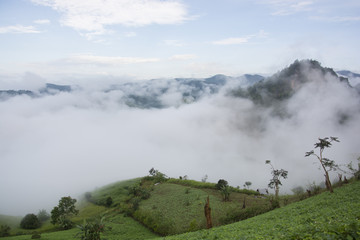 Foggy morning at Tea Plantation and mountain landscape in Thailand, beautiful landscape and sea of fog in Thailand.