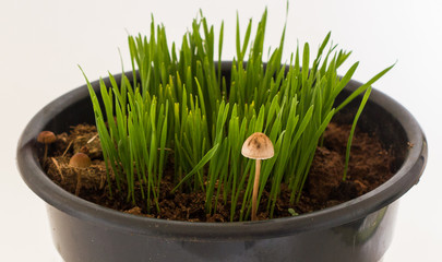 Isolated corn growing up. Rio Claro, São Paulo, Brazil, October, 2018.
