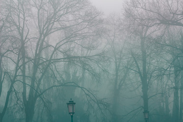 Halloween foggy landscape, Spooky background, trees on a park in Venice 