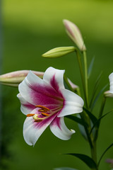 Pink and White Lily