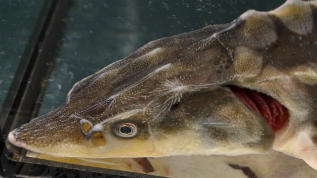 fish head, sturgeon family, close-up