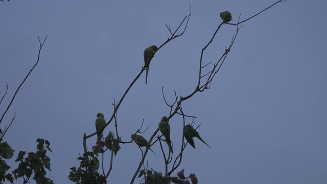 Parakeets on the branches of the tree.
