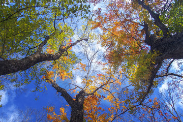 Fototapeta premium 紅葉