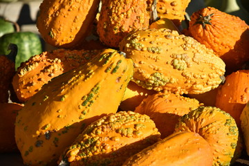 Pumpkins and gourds in the fall, fresh at the farm.