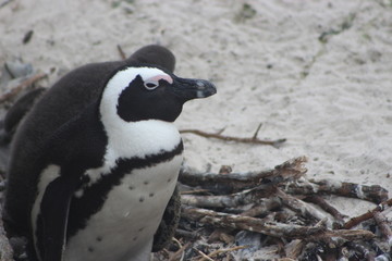 Naklejka premium Penguin