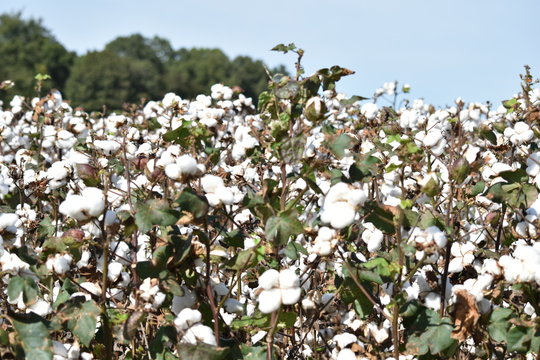 Cotton just before harvesting in the fall in Northern Alabama