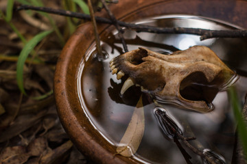 The skull of a dog inside a jar with rainwater. Rio Claro, São Paulo, Brazil, October, 2018.