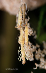 Chinese mantis hatching