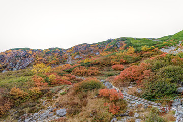 千畳敷カール　(紅葉　10月)