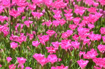 薔薇のある風景