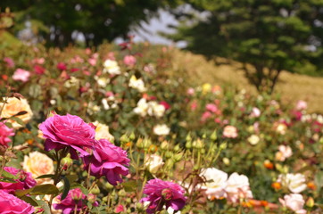 薔薇のある風景