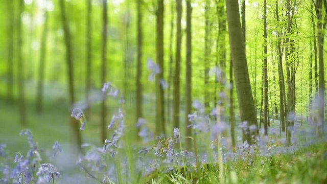 Blooming bluebells in Halle Forest.Close-up view flower carpet among trees with blurred effect, slow motion panoram . Hallerbos, Belgium