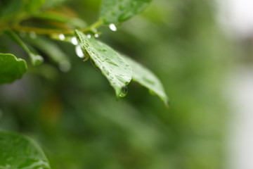 green plant background in the morning