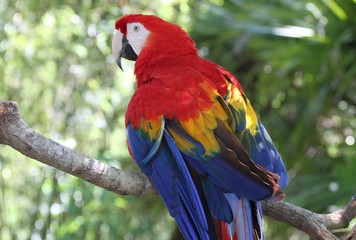 MaCaw at the Alligator Farm