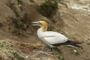 Gannet Bird Colony at Muriwai Beach Auckland New Zealand