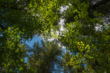 forest tree canopy, viewed from the ground, looking up through green leaves at a blue sky