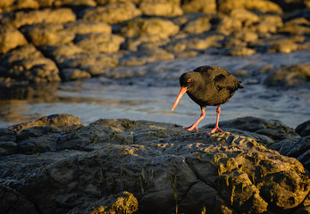 The Black Oystercatcher looking for food in New Zealand