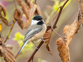 Black-capped Chickadee (Poecile atricapillus) perched on a twig with dead leaves in autumn