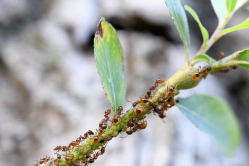 Ants - farming aphids on branch