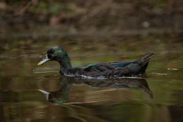Cayuga Swimming Through the Lake on a Warm Autumn Day