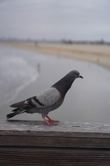 pigeon