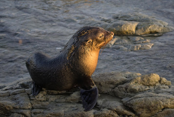 Obraz premium Baby seals warms himself in the morning sun