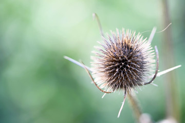 Dried isolated thistle flower