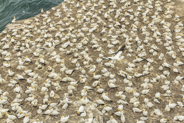 Gannet Birds Colony at Muriwai Beach Auckland New Zealand