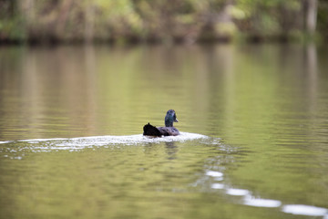 Cayuga Swimming Through the Lake on a Warm Autumn Day