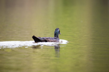 Cayuga Swimming Through the Lake on a Warm Autumn Day