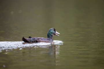 Cayuga Swimming Through the Lake on a Warm Autumn Day