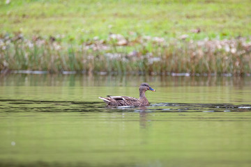 Duck Swimming in a Lake on a Sunny Day