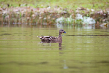 Duck Swimming in a Lake on a Sunny Day
