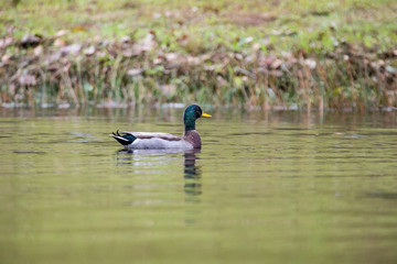 Mallard Swimming Through a Lake on a Warm Autumn Day