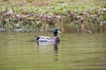 Mallard Swimming Through a Lake on a Warm Autumn Day