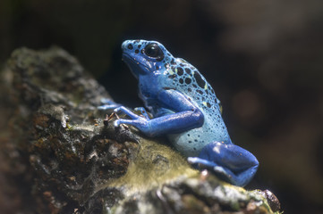 Blue poison dark frog